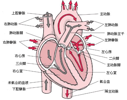 心脏的结构及功能